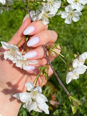 nude manicure. The shape of the nail is a narrowed oval. hand with milk manicure. cherry blossom branch.の写真素材