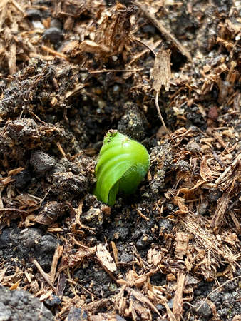 Sprouted zucchini. Growing seedlings. zucchini seedling emerges. sprouted zucchini seedの写真素材