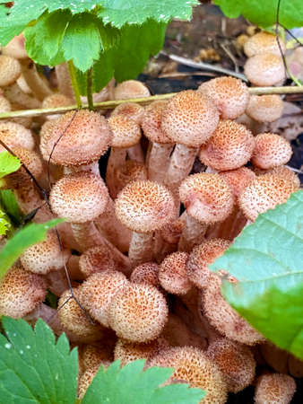 group of honey mushrooms in the grass in the forest. group of edible mushrooms in the forest.の写真素材