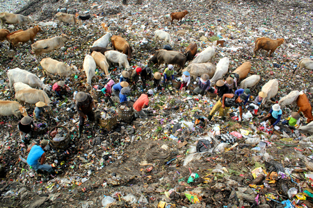 14-3-2012 Scavengers looking for junk and cows look for food in rubbish dumps in the area Imogiri, Yogyakarta. Indonesiaのeditorial素材