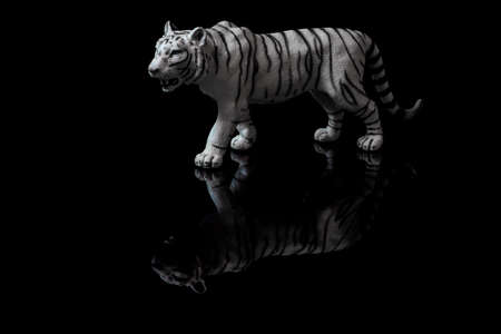 White bengal tiger on black backgroundの写真素材