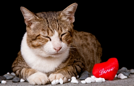 Cat with red heart shaped loveの写真素材