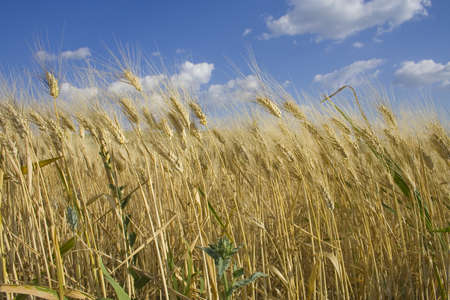 Wheat fieldの写真素材