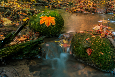 small river in autumn colors in the forestの写真素材