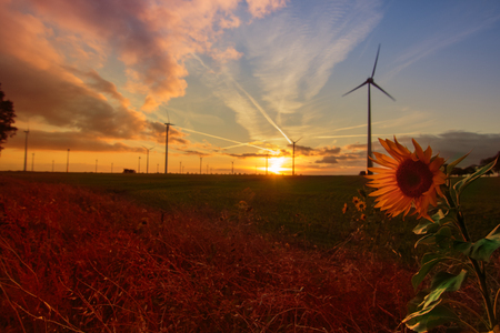 sunset with sunflower in the background wind energyの写真素材