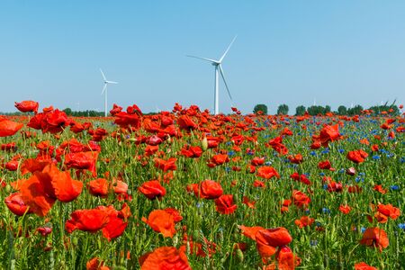 Poppies in the grain field with a wind energy turbine in the background and blue sky. Red poppy plants in nature in bloom without people in sunshine with trees in the backgroundの写真素材