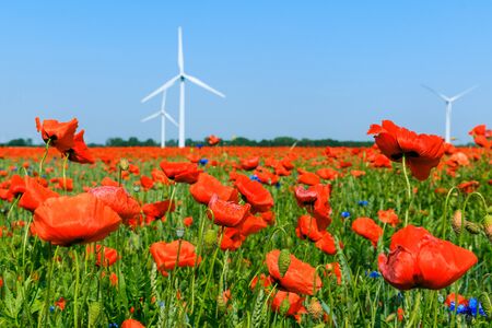 Red poppy plants in the cornfield in sunshine. Wind energy turbine and trees in the background at blue sky. Flowers in nature in bloom without personsの写真素材