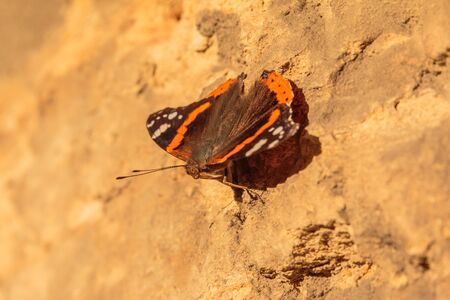 Colorful butterfly on a brown house on a sunny day on the move. Insect with orange and brown wings as well as antennae and eyes in macro shotの写真素材