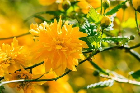Japanese flower ranunculus in the sunshine. Detail shot of yellow open flowers in a wild garden....