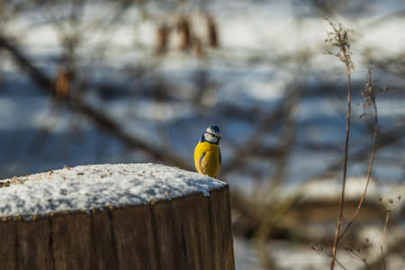 Blue tit sits on a snow-covered log in the sunshine. Bird with blue white yellow feathers. Songbird...