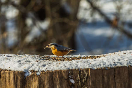 Bird woodpecker tit in winter. Snow-covered tree stump with nuthatch bird in sunshine. Wild animal with grain in its beak. Feeding place with grainの写真素材