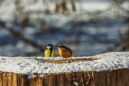 Two birds on tree trunk in winter in sunshine. Woodpecker tit with blue and yellow-orange feathers...