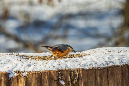 Woodpecker Nuthatch in winter. Snow-covered tree trunk in sunshine. Cereal grains on the snow. Bird with blue and yellow feathers. Grain in the beak of the songbirdの写真素材