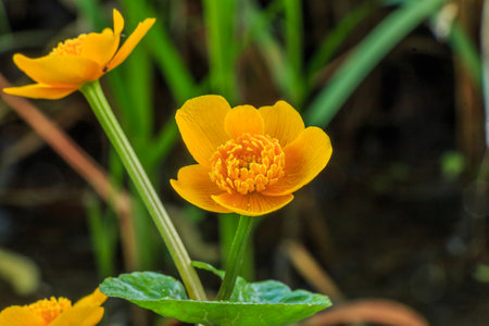 two open flowers of the marigold. Detail of a body of water. Flower stem with heart-shaped leaves. Pollen on the pistils of the yellow flowersの写真素材