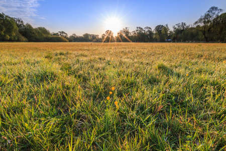 Meadow in spring. Low sun with sun rays in the day. Some yellow flowers of wildflowers with morning dew. Trees in the background. Blue sky with few cloudsの写真素材