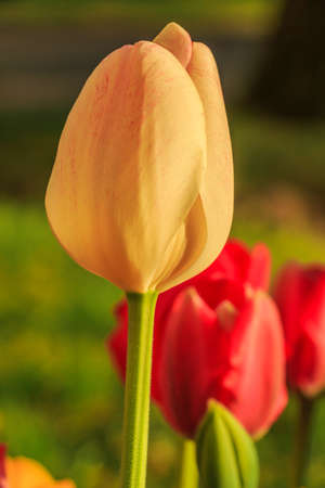 yellow blossom of a tulip in spring. Central dominant in the photo. Red tulip in the background. Detail of the flower in spring sunshine. Green flower stems and leavesの写真素材
