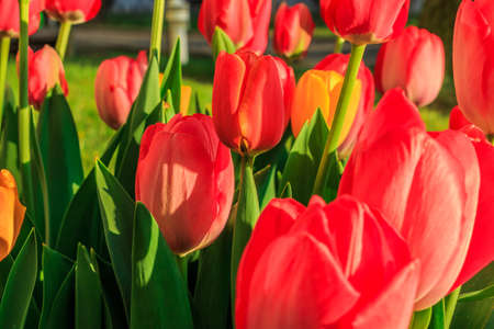 Several tulips in the morning in the garden. Closed flowers of the plants in spring in the sunshine. Structures of red petals in detail with green leaves. Plant genus in the lily familyの写真素材