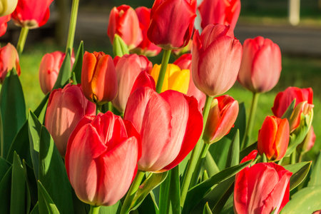Flowers in the morning in sunshine. Slightly open flowers of several red tulips. Green petals and flower stems in spring. Details of the petals with structuresの写真素材