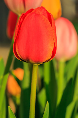 Large bloom of a red tulip. Flower in sunshine. Plant in detail in spring. Petals with structures. Yellow and red flowers in the background. Green petals and flower stems in the parkの写真素材