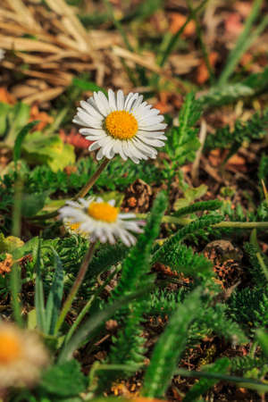 Meadow in spring with daisies. Several flowers of the meadow bloomer. White petals in the spring sunshine. Yellow bee pollen with pollen. Elongated green grasses and slightly serrated petalsの写真素材