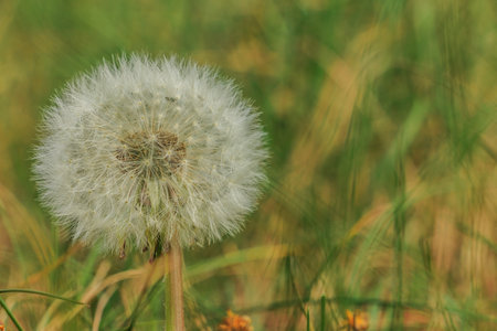 faded head from dandelions. Dandelion in the form of a dandelion in a meadow with flying seeds on the plant. Grass and plant in detail and complete filled seed collection on flower stemの写真素材