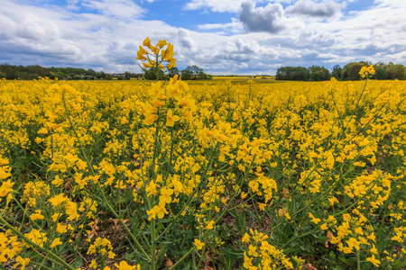 Landscape with a field of yellow rapeseed flowers. Crop in summer with Reps or Lewat. Plant from the...