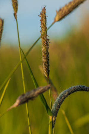 Some stalks of meadow foxtail grass in summer. Green blades of grass in the sunshine. Ear of grass with seeds and leaves. Panicle with anthers. Wild grasses on a lawnの写真素材