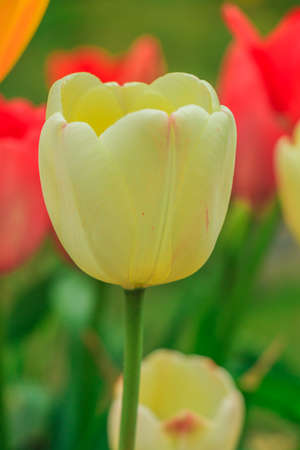 Single yellow flower of a tulip in spring. Open head of a flower in sunshine. Yellow petals with a green stem. Petals and more red tulips in the background.の写真素材