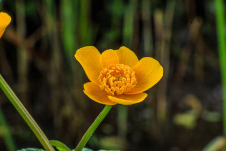 Marsh marigold with yellow flowers. Detail of a single open flower on a green flower stem. Bee pollen on the pistil. With swamp in the backgroundの写真素材