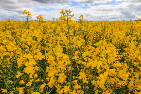 Landscape of a rapeseed field in bloom. Many yellow flowers in summer in the sunshine. Cruciferous family crop in a field. Rapeseed plants with green flower stems and branches with leavesの写真素材