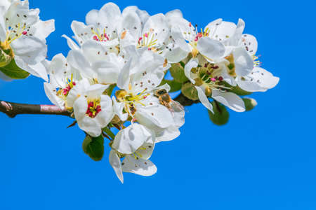 Branch of an apple tree Malus domestica in springtime in sunshine. White blossom on a branch of a fruit tree. Insect bee on a white opened flower and reddish pistils with blue skyの写真素材