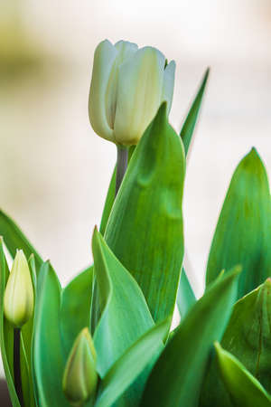Detail of a white tulip with petals. Plant in spring. Green leaves and white flowers with green plant stems. open flowers of the genus of plants in the lily familyの写真素材