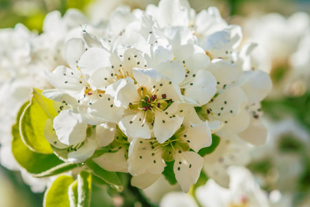 Branch of a fruit tree in spring. Many white opened flowers of an apple tree in sunshine. Central view of an open apple blossom. Flower stems, petals, reddish pistils and green petalsの写真素材
