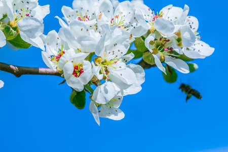 Branch from apple tree at flowering time. White blossoms from the apple tree in spring sunshine. Open flower with petals, flower stalks, reddish pistils and green leavesの写真素材