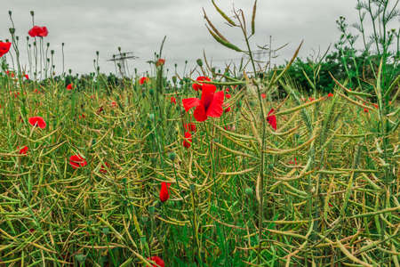 Different types of grain in a field in spring with some poppies. Wildflowers with red flowers. Individual flower stalks with buds and seeds on the green grass and cereal stalksの写真素材
