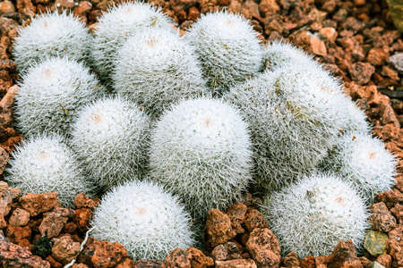 Cactus Mammillaria geminispina on stony ground in autumn with many white spines and upper red tips. Country of origin Guanajuato Mexico on the Americasの写真素材