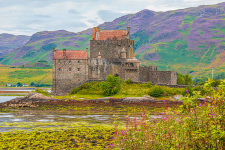 Eilean Donan Castle in summer at low tide with flowers and bushes in the foreground. Castle on an island in the Scottish Highlands. Mountains colored purple by the blooming heatherの写真素材