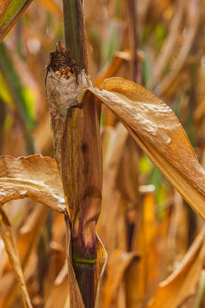 dried up corn plant with corn cobs. brown leaves on the cob of corn. Corn field in summer with sunshine. Ears of fruit in the grain field during drought. brown leaves on the plantsの写真素材
