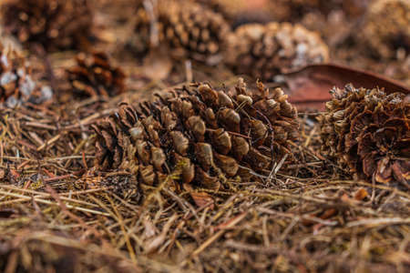 Pine cones lying on the ground. Brown open pine cone between brown pine needles. Structures of the scales of the empty pine cone. Spindle arranged like a roof tileの写真素材