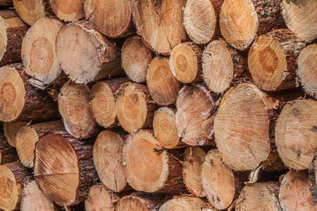 Ends of sawn tree trunks. Pile of felled trees. side view of several sawn pine logs with bark in a...