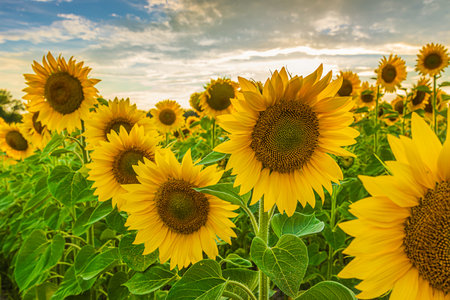 several blossoms of sunflowers in a field. Landscape in summer with sunshine in the background. Crops with large yellow open flowers and green leaves and stems. clouds in the skyの写真素材