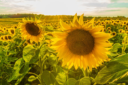 A field full of sunflowers in the sunshine. Large yellow sunflower blossom in the foreground in summer. Petals and green flower stems of the crop. Landscape in nice weatherの写真素材