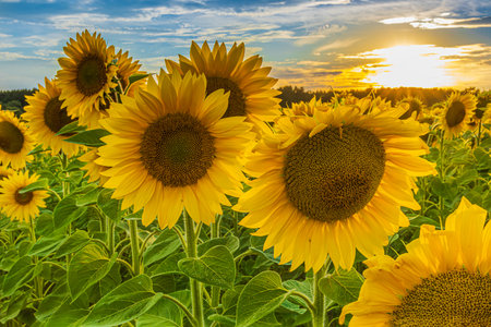 Landscape in summer. Sunflowers in a field. open flowers with yellow petals and green leaves on the stem of the crop. Low sun with clouds in the sky. Asterflower with seedsの写真素材