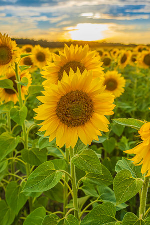 Field with crops in summer. Sunflowers in bloom in the evening. Sunshine over the blossoms of many sunflowers. yellow petals of flower with green leaves and stemsの写真素材