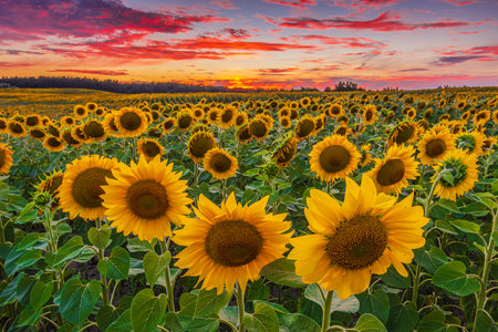Field with lots of sunflowers in summer evening. Landscape with sunset. Crops with open yellow flowers. Cloudy dramatic looking sky with many clouds in red yellow orange colorの写真素材