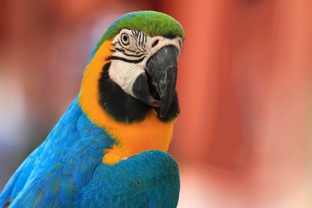 Macaw parrot with yellow and blue feathers at the zoo