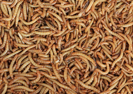 Meal worms is the common name for the larvae of the beetle Tenebrio molitor
