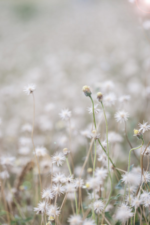 blur flower grass .Vintageの写真素材