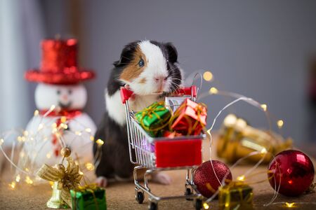 Cute guinea pig in Christmas.