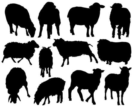 Set of animal silhouettes in black. Set of sheep flat icons isolated on a white background.のイラスト素材
